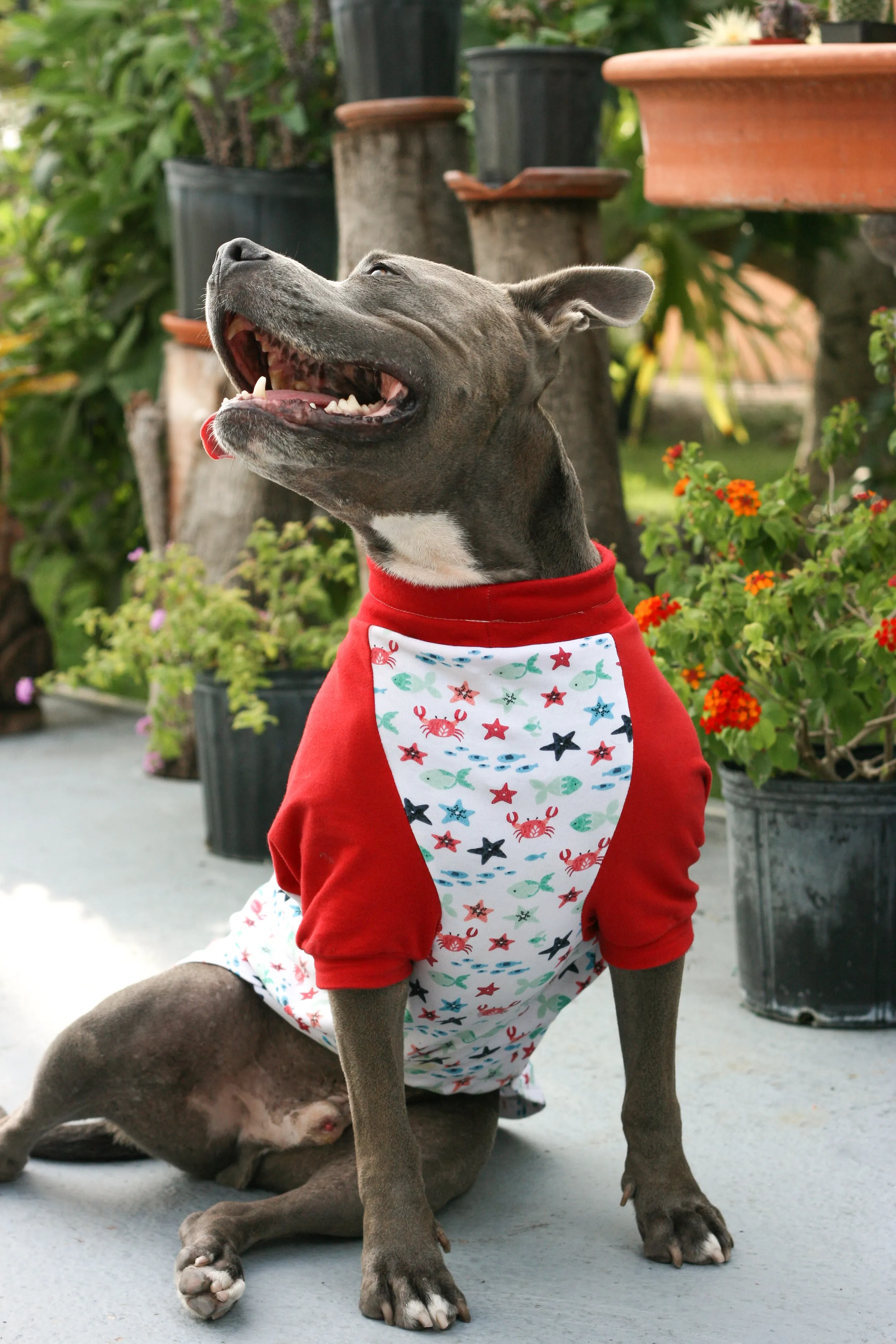 Crabby Sea Creature Dog Pajamas